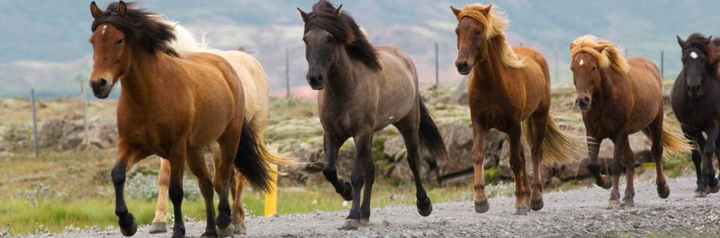 chevaux-islandais-1