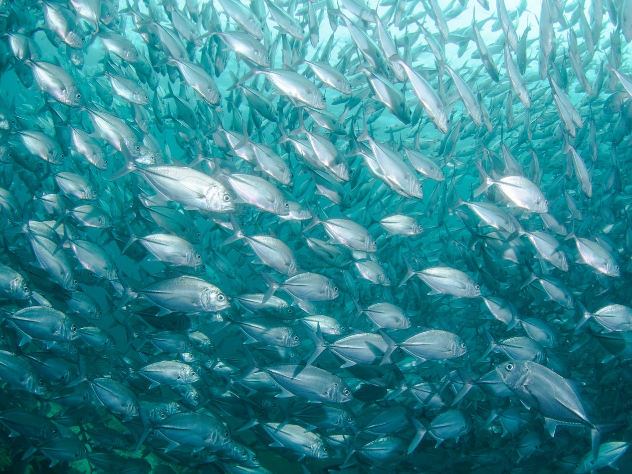 Poissons congelés