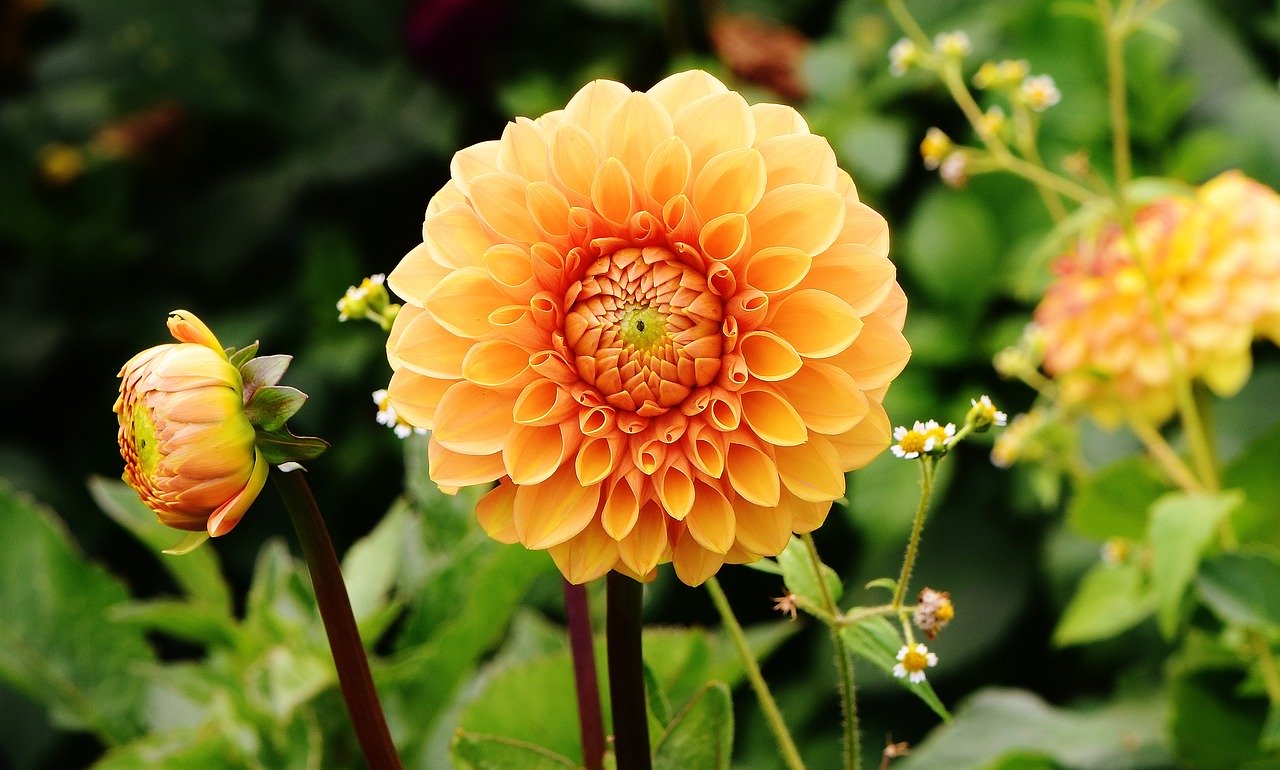 dahlia